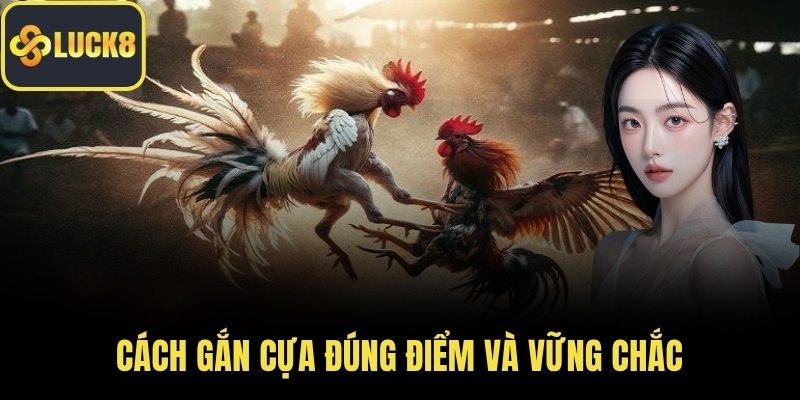 Cách gắn cựa đúng điểm và vững chắc