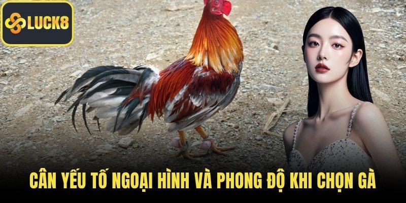 Cân yếu tố ngoại hình và phong độ khi chọn gà