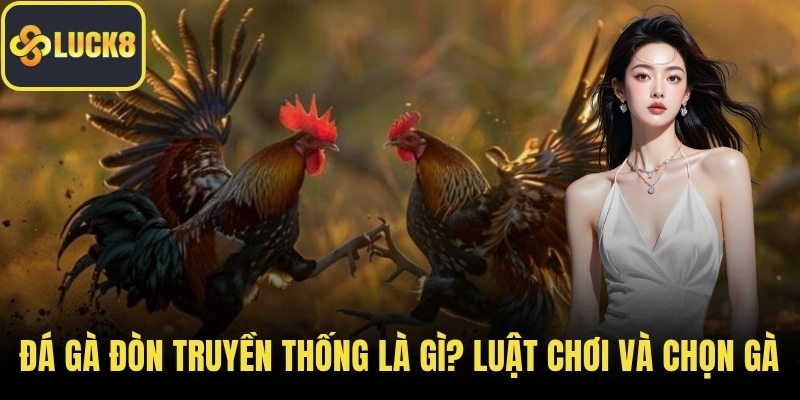 Đá Gà Đòn Truyền Thống Là Gì? Luật Chơi Và Chọn Gà