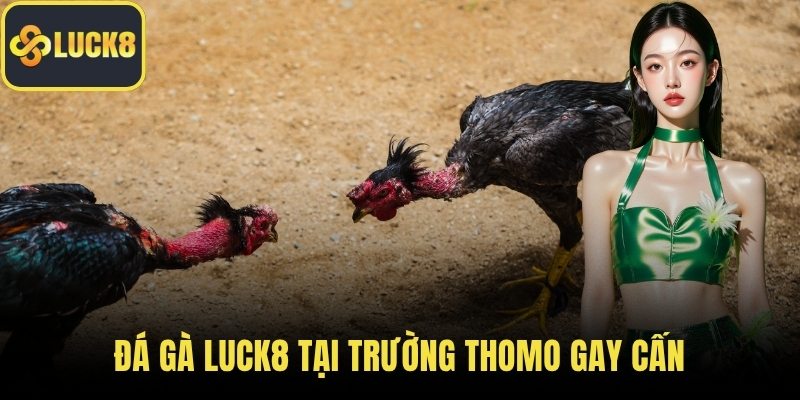 Đá gà LUCK8 tại trường Thomo gay cấn