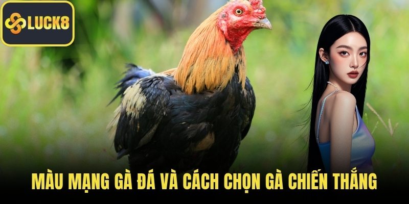 Màu Mạng Gà Đá Và Cách Chọn Gà Chiến Thắng