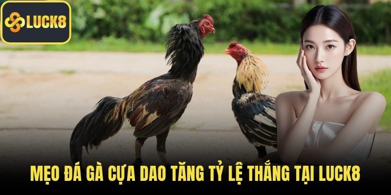 Mẹo Đá Gà Cựa Dao Tăng Tỷ Lệ Thắng Tại LUCK8