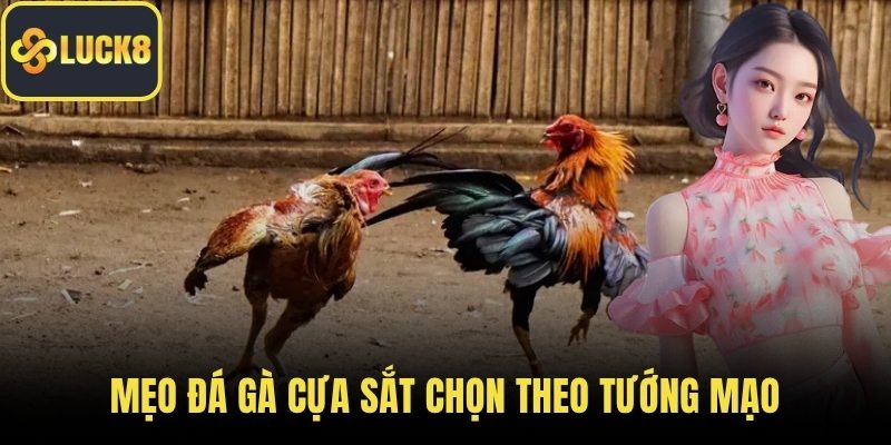 Mẹo đá gà cựa sắt chọn theo tướng mạo