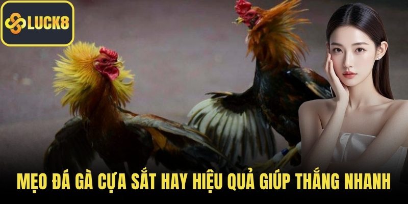 Mẹo Đá Gà Cựa Sắt Hay Hiệu Quả Giúp Thắng Nhanh