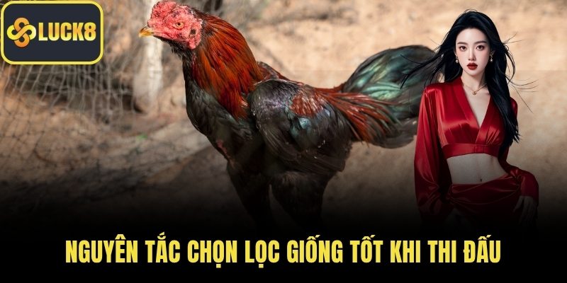 Nguyên tắc chọn lọc giống tốt khi thi đấu