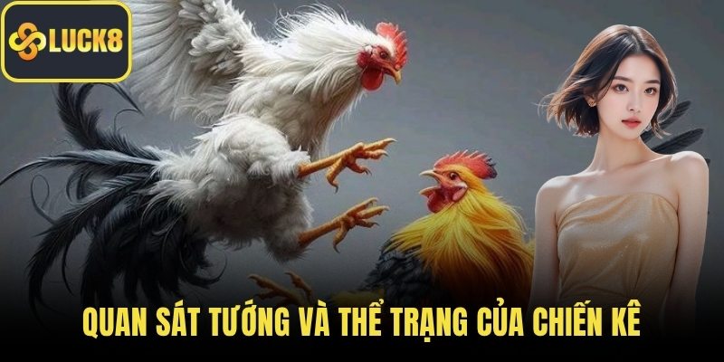 Quan sát tướng và thể trạng của chiến kê