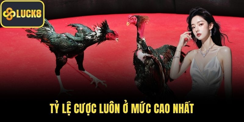 Tỷ lệ cược luôn ở mức cao nhất